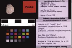 Foto (Objekt + Etiketten) von Bachmayerus gasparici (Fraaije et al., 2019) (NHMW-GEO-1990-0041-0193)